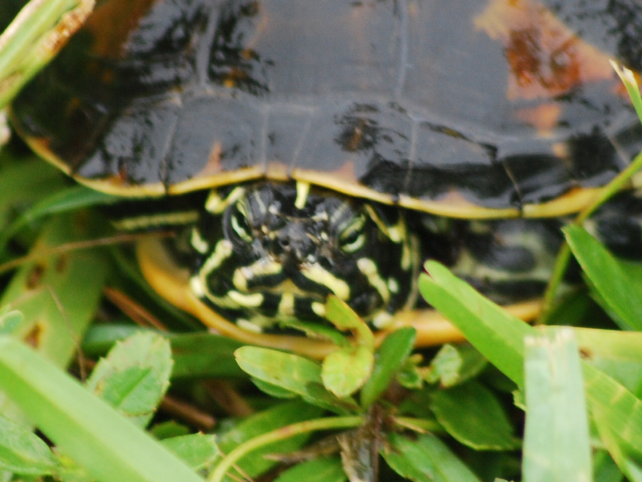 Litton's Fishing Lines Whitewater Bay, Coot Bay, Florida Everglades