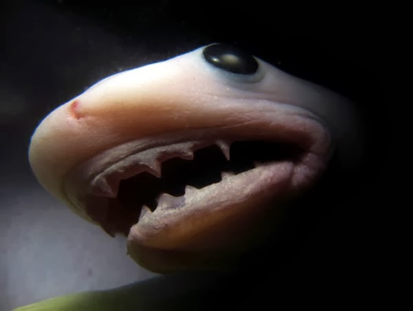 Embryos Sand Tiger Sharks Devour Their Siblings While in the Womb - The