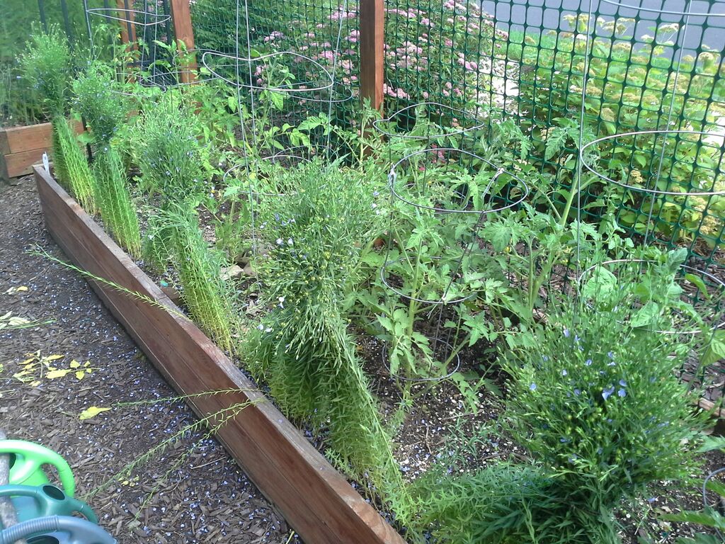 Growing Golden Flax in a home garden Zone 4 The Suburban Jungle