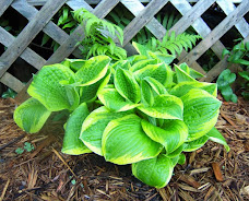 Hosta