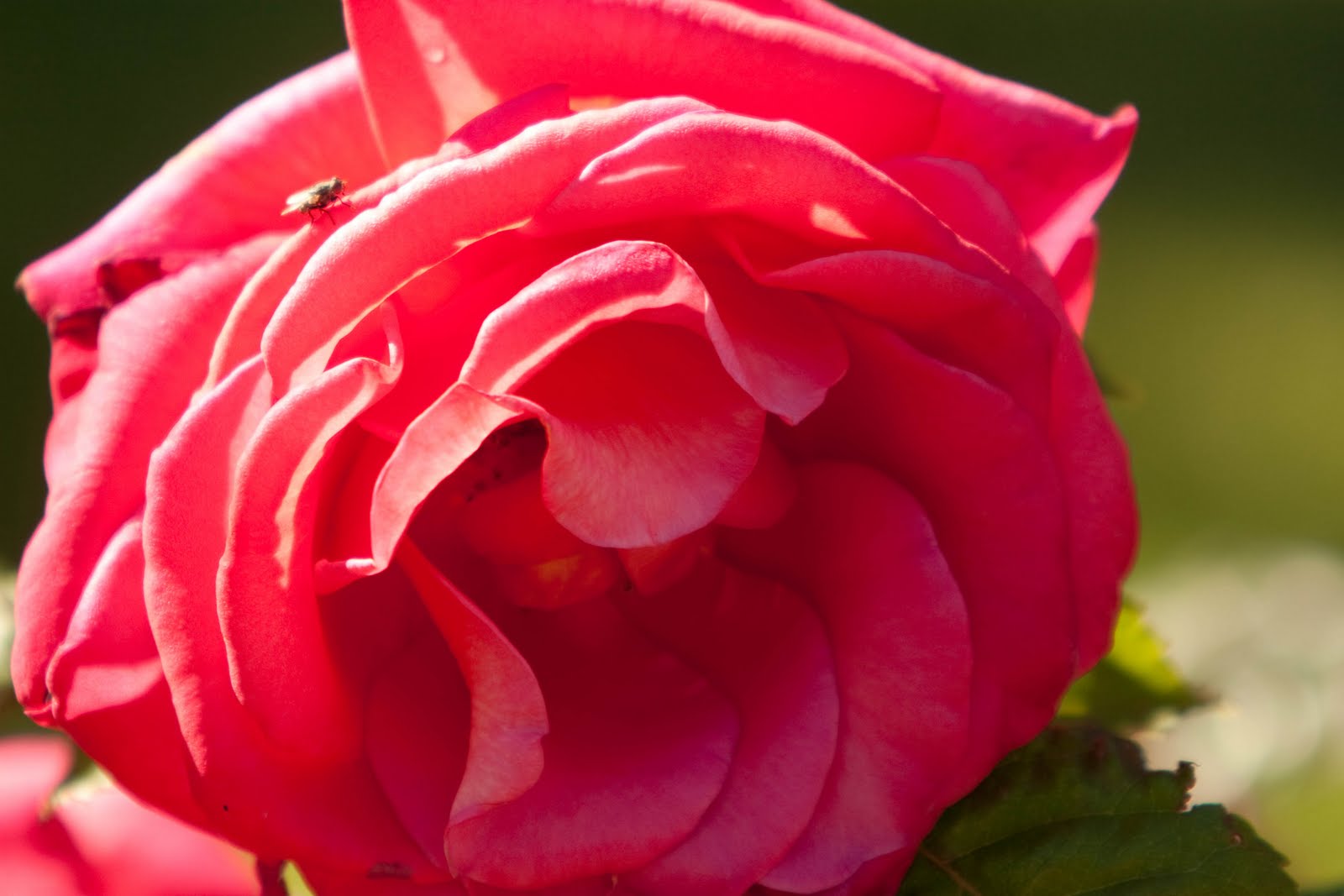 Wahkeena Exposures Picnicking at Maryhill Museum