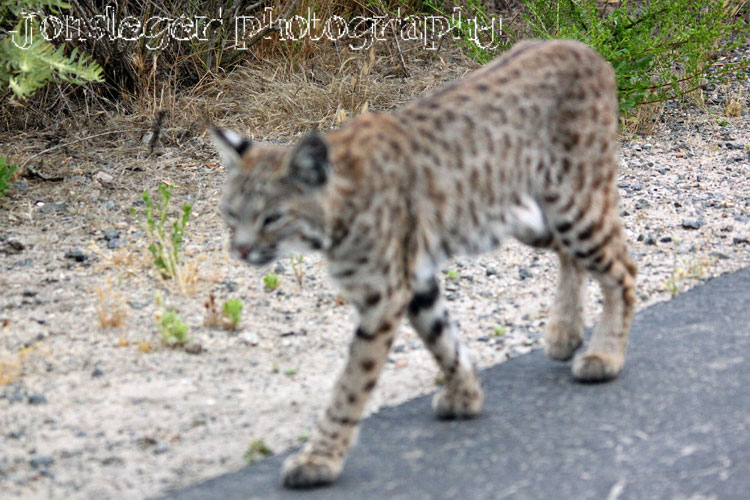 Northern Illinois Birder Lynx / Bobcats and Birds don't mix...
