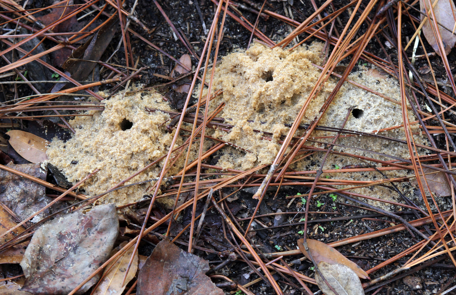 Suna Yamma An Ant and Ant Hills?