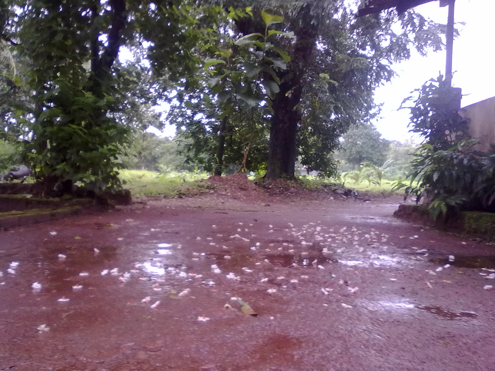 सकाळी दाराशी पडलेला पारिजातकाचा सडा