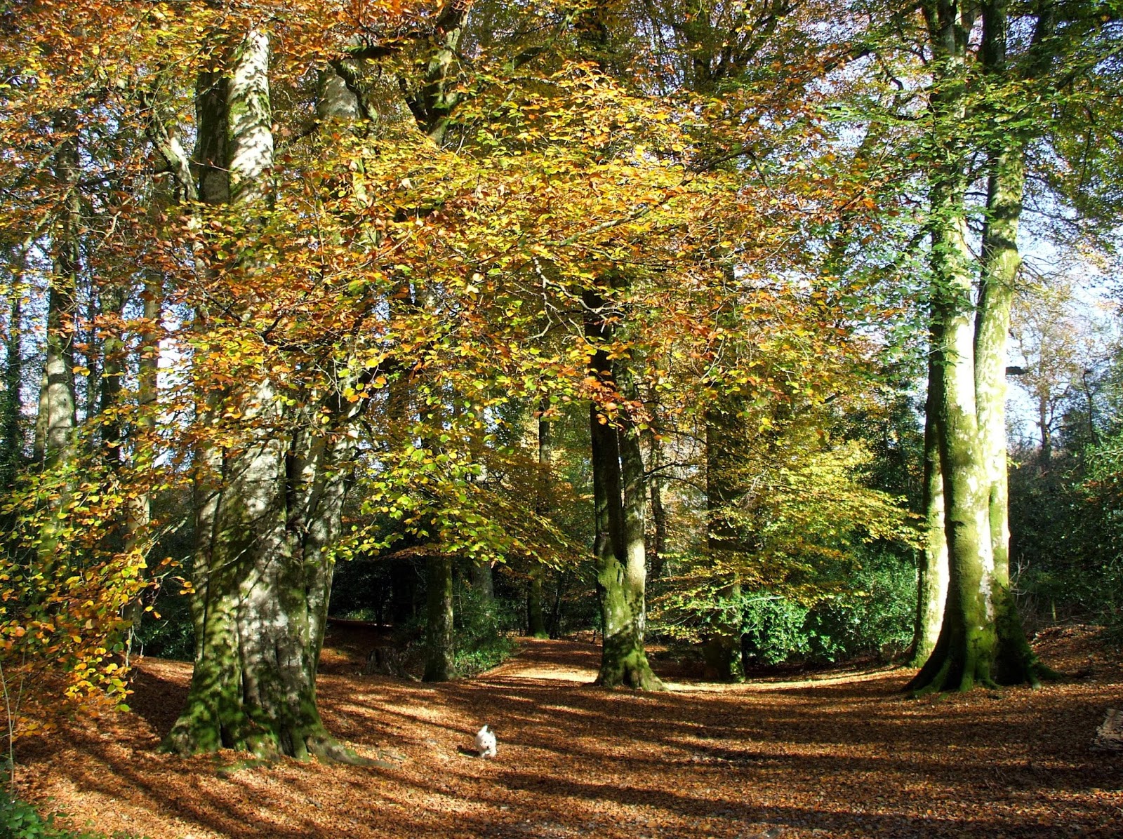 Under the Greenwood tree