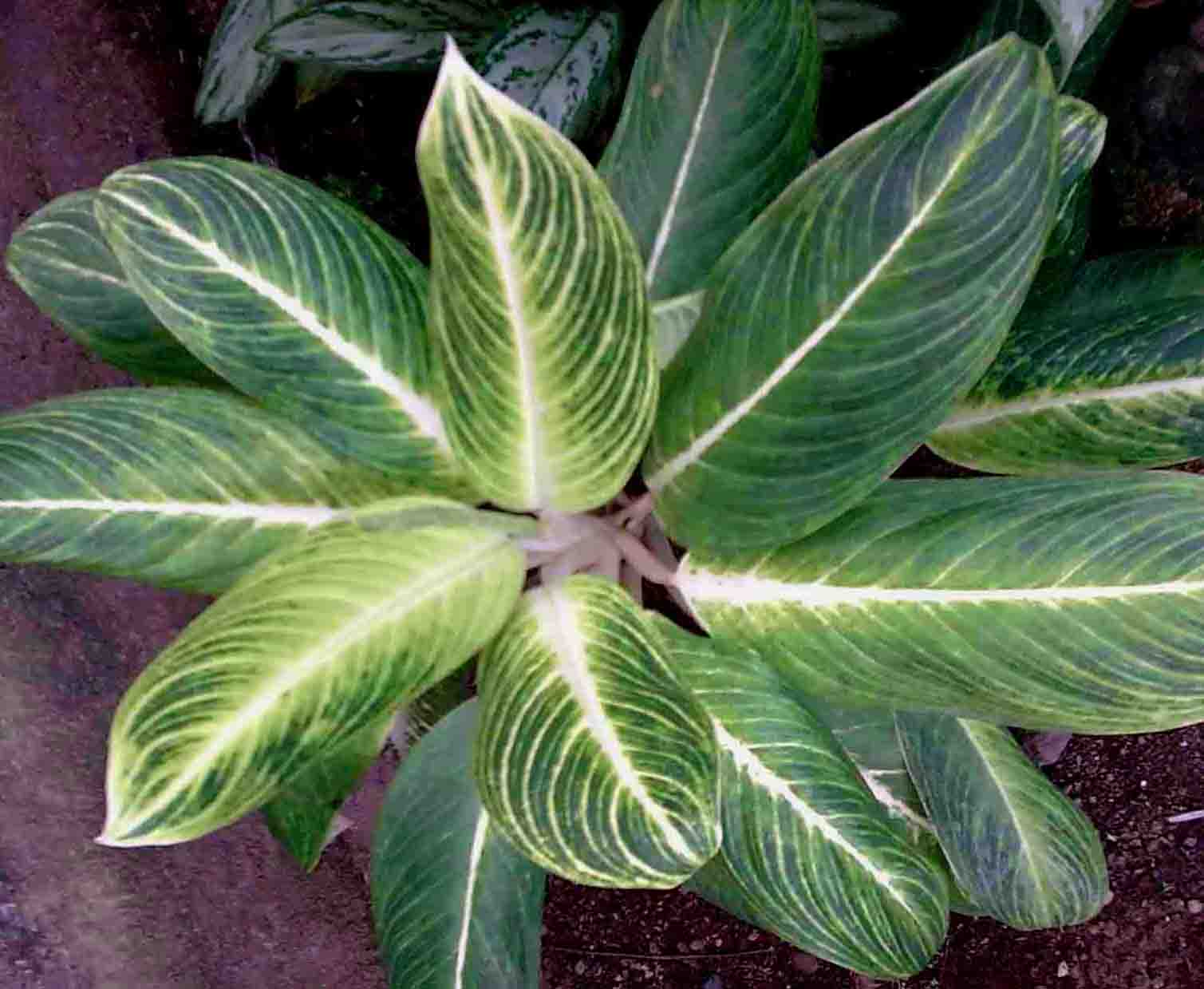 Aglaonema Tanaman Hias Aglaonema