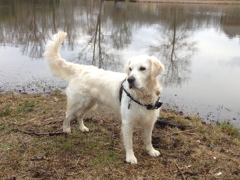 dog sleepover near me