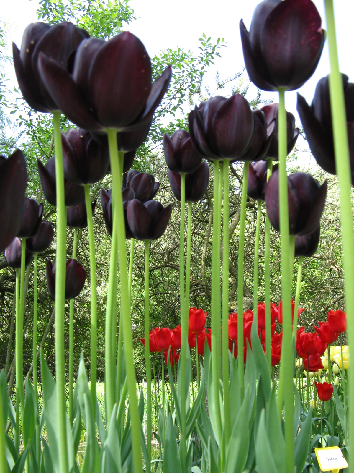 Miracle13 Tulips that I love