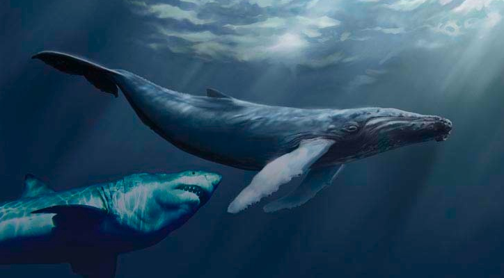 Blue+whale+size+compared+to+megalodon