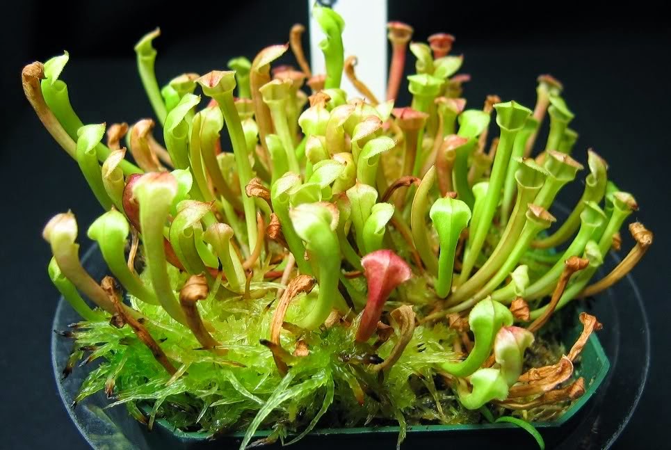 HOW TO GROW THE PITCHER PLANT FROM SEED The Garden of Eaden