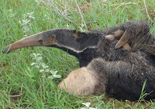 Fauna Bacia Taquari-Antas- Fonte: Aepan-ONG - Série: Mamíferos