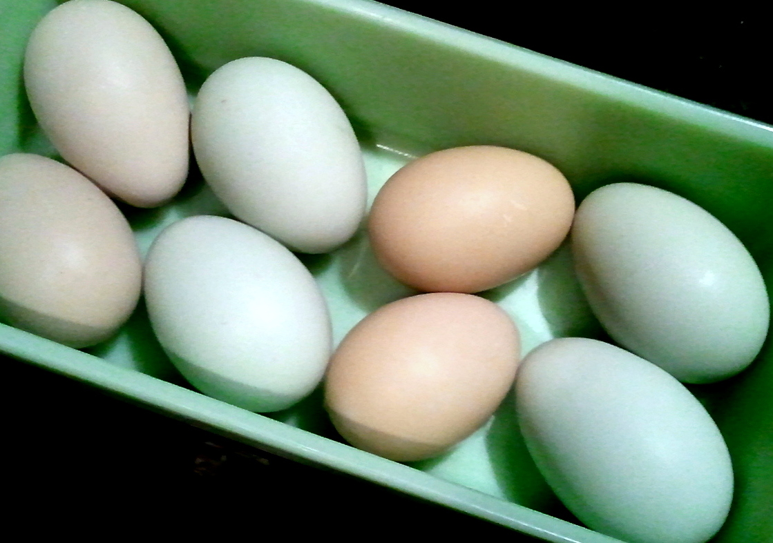 A Rainbow of Egg Colors Fresh Eggs Daily®