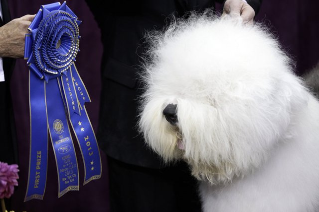 westminster-kc-sheepdog-herding-winner.j