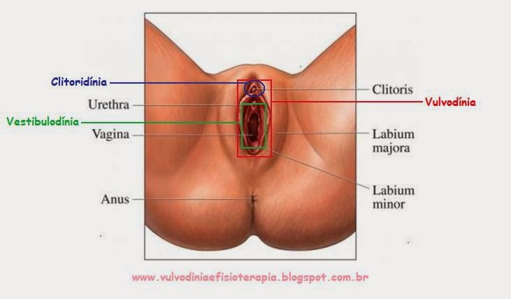 Como aplicar a nata pimafutsin em uma cabeça do membro