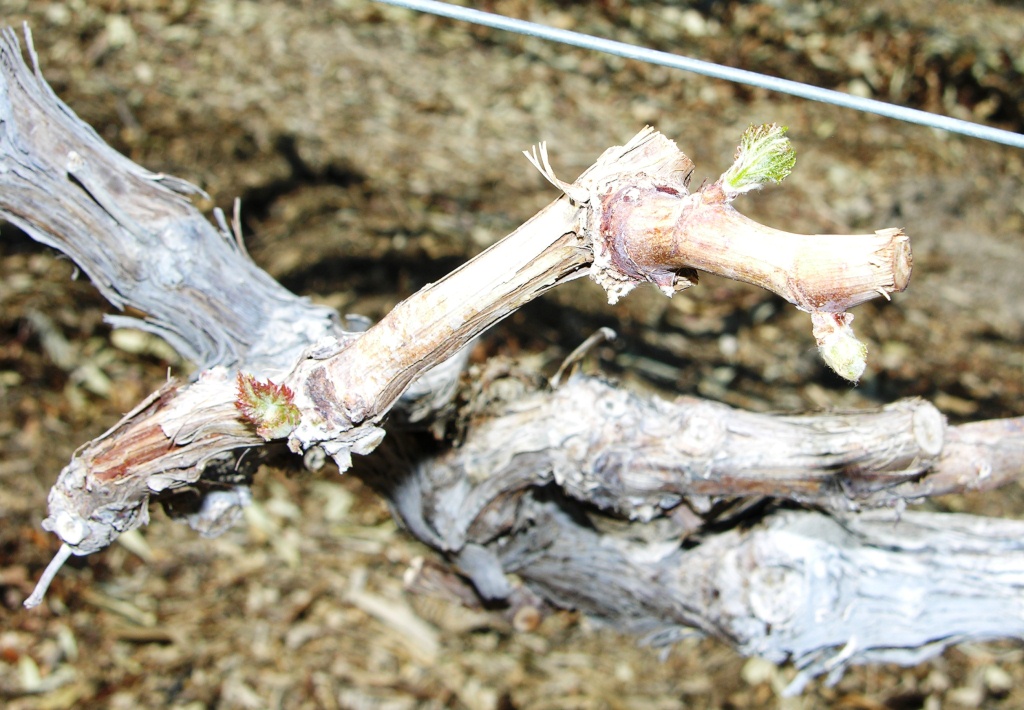 Xtremehorticulture of the Desert Spur or Cane Prune My Grapes?
