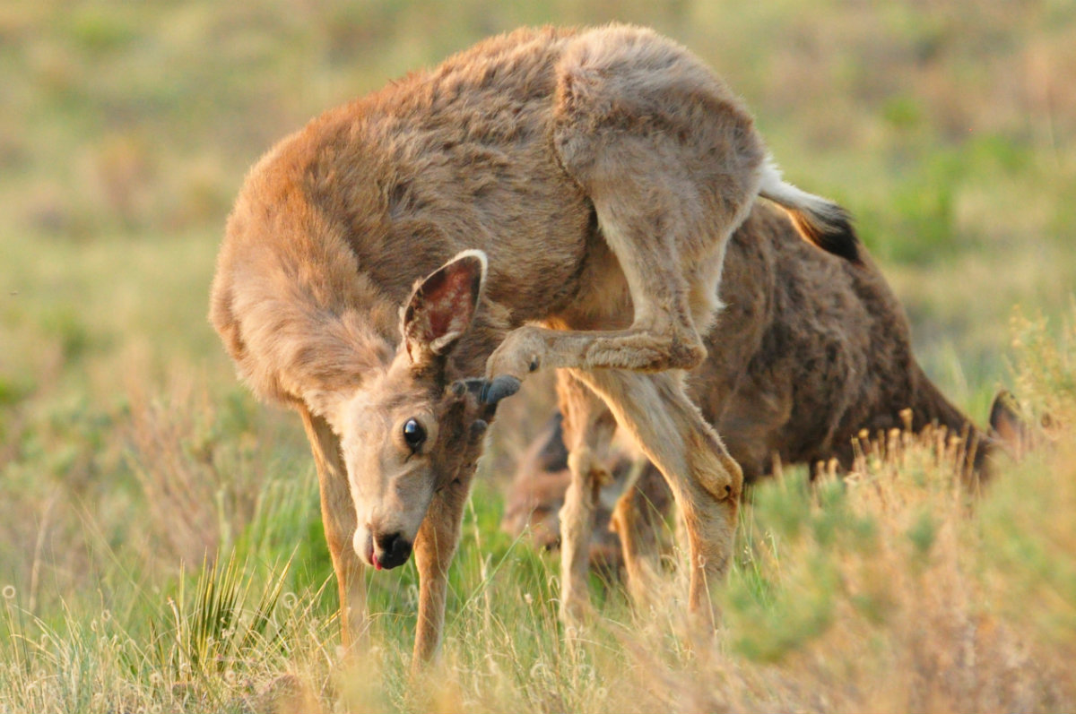 A Tree Falling Great Sand Dunes Animals
