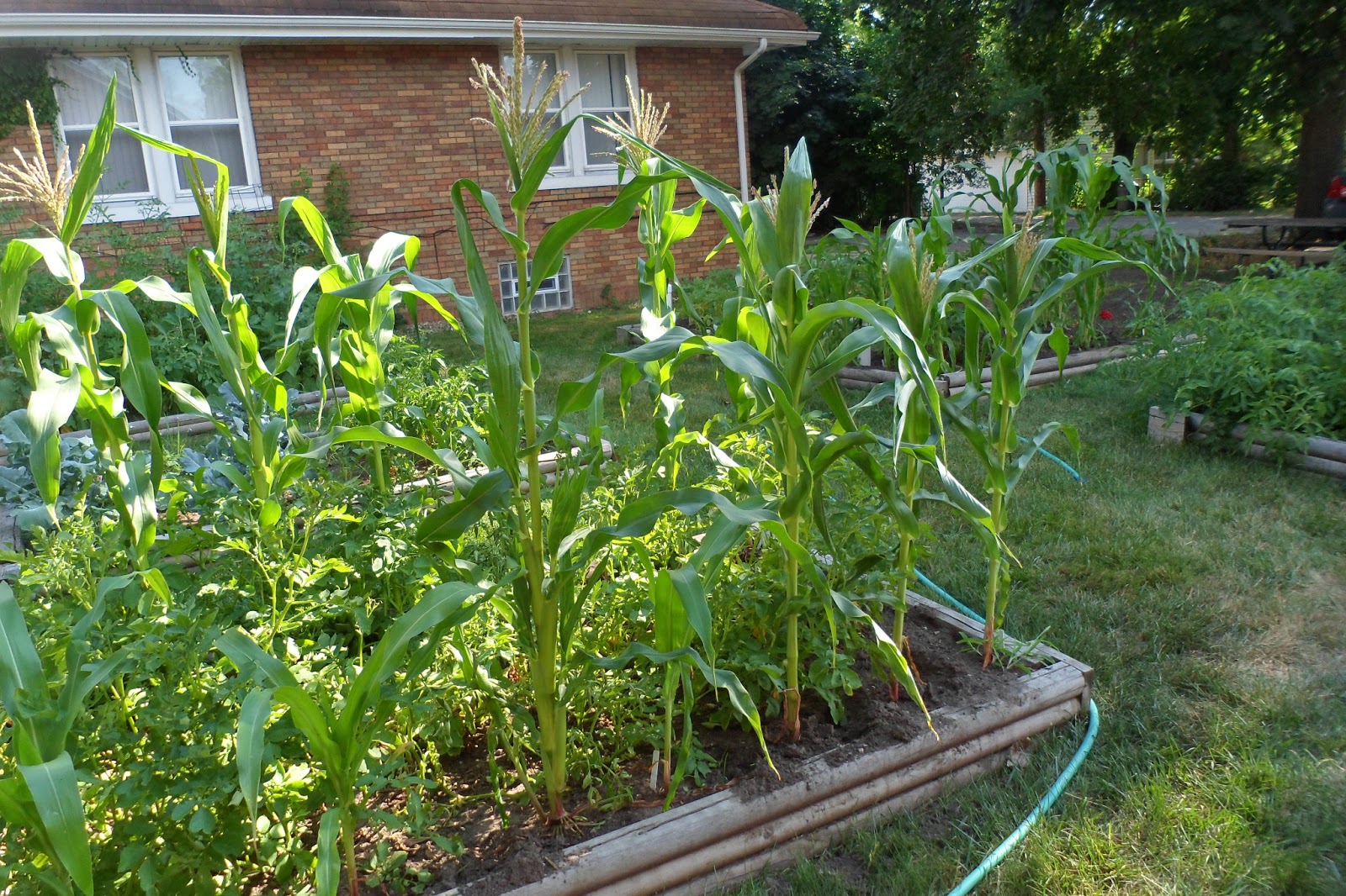 The Perennial Agriculturalist sweet corn in the garden