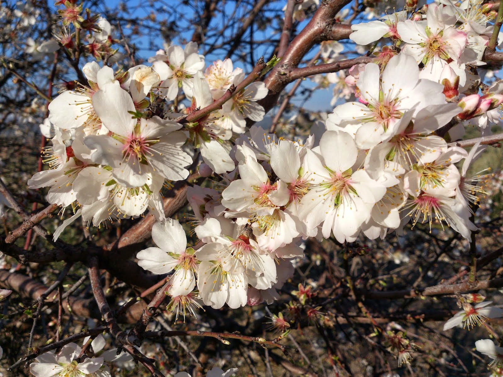 Flor del almendro