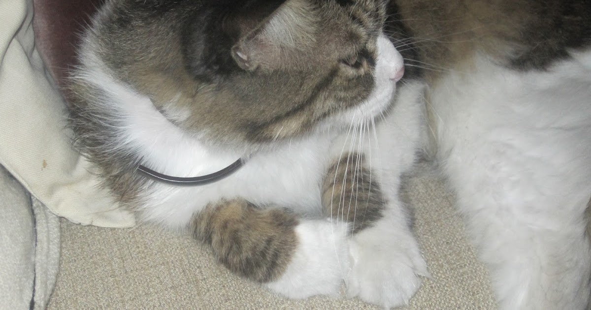 Festigan PALAMUT PİLAKİ