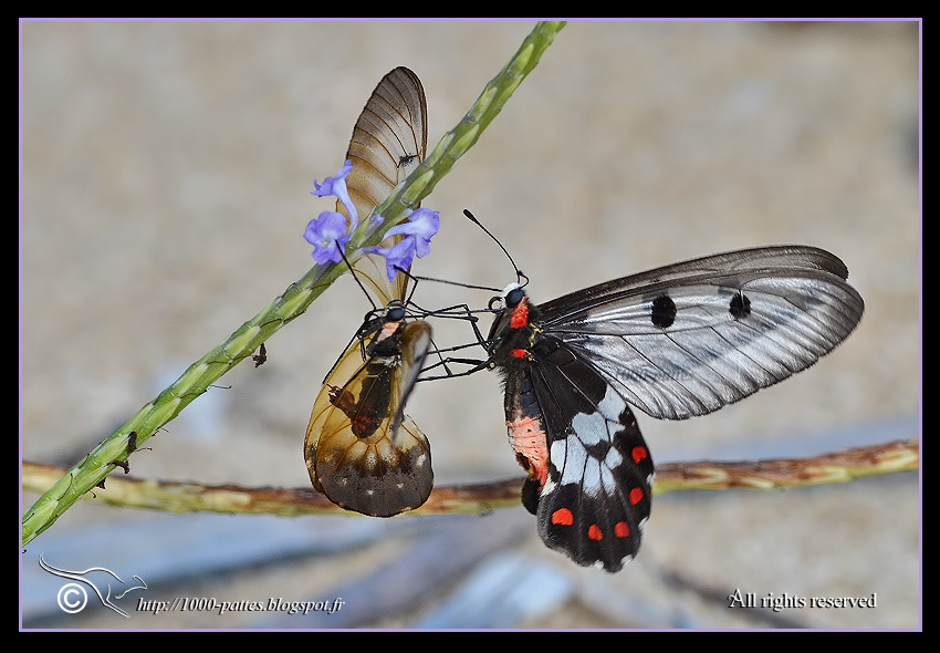 WILDLIFE GATEWAY: Clear wing Swallowtail or Big Greasy