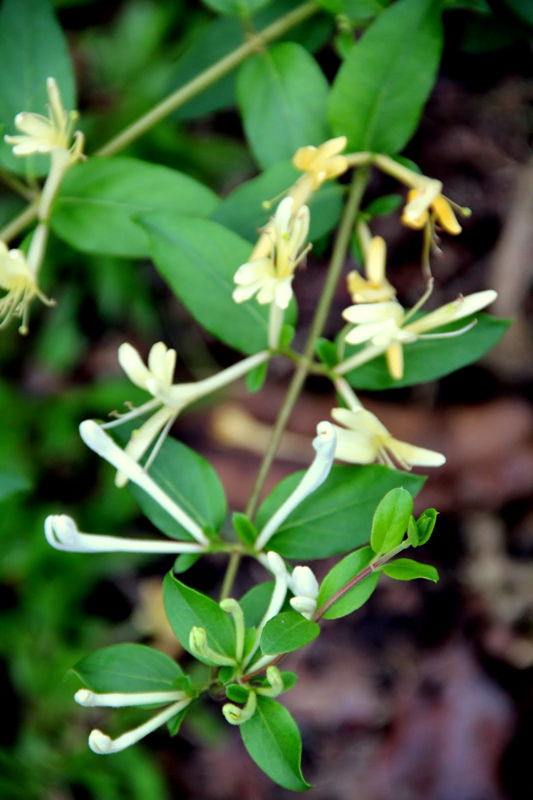 Brightly Coloured Sunflowers Lonicera Honeysuckle