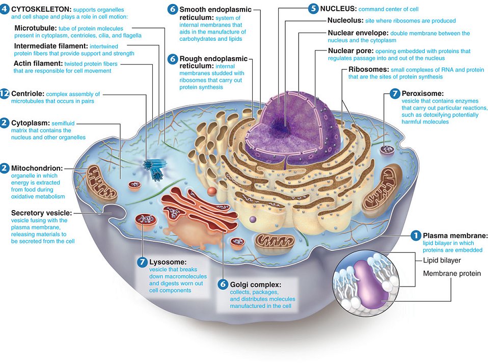 eukaryotic cell ultrastructure
