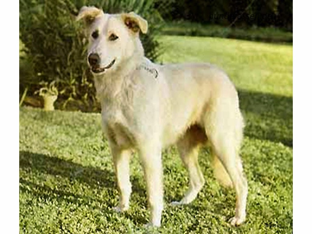 The Aidi dog - cuteanimalsworld