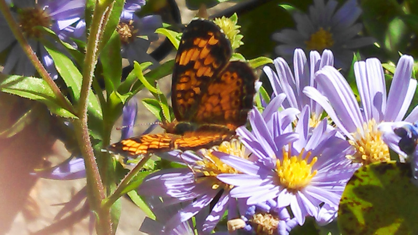 South Jersey Native Plants Happenings at the Nursery As Autumn Approaches