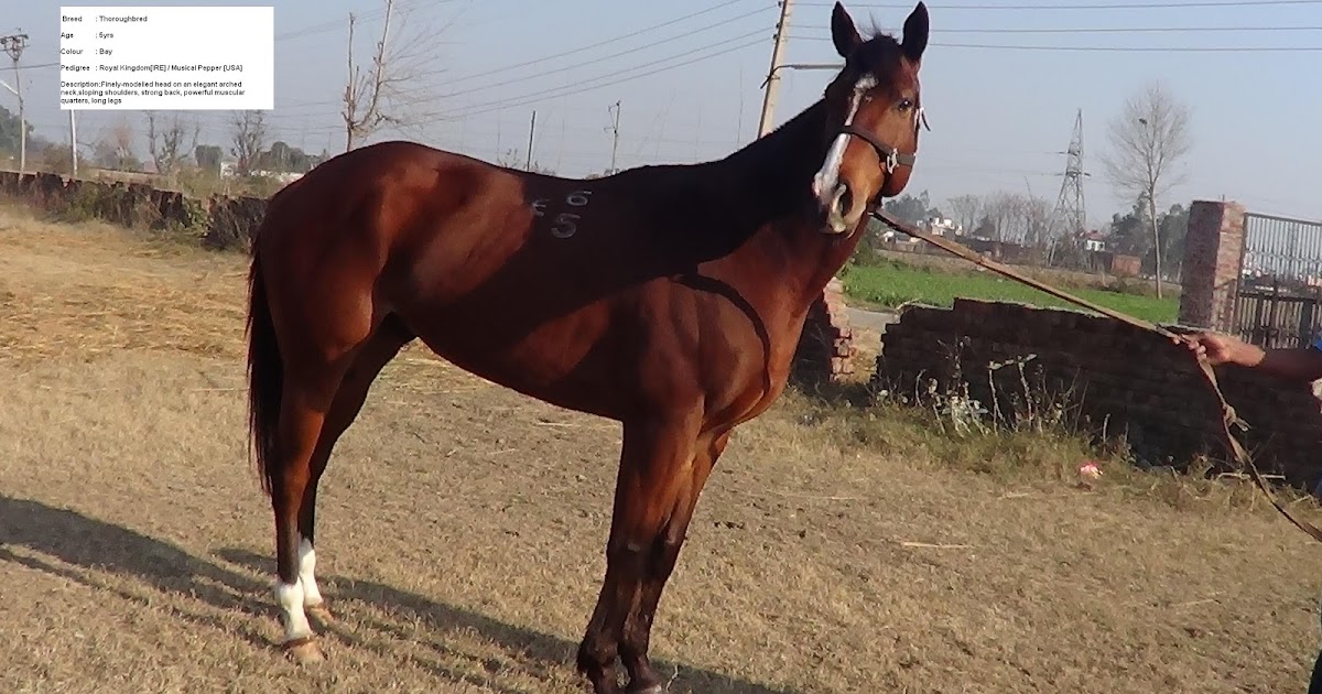 Trained Horses for sale in India Trained Thoroughbreds horses for sale