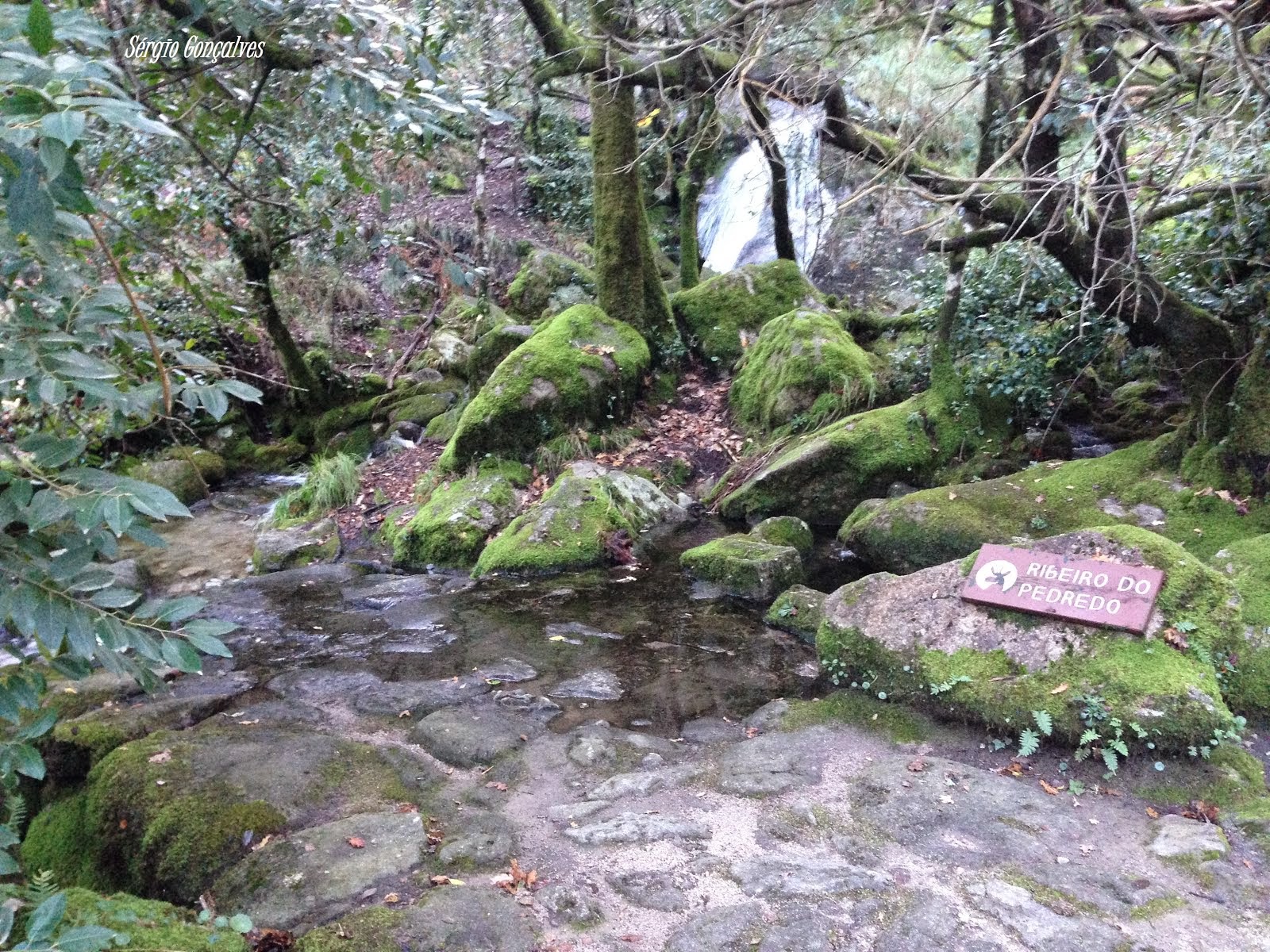 Ribeiro do Pedredo - Mata de Albergaria