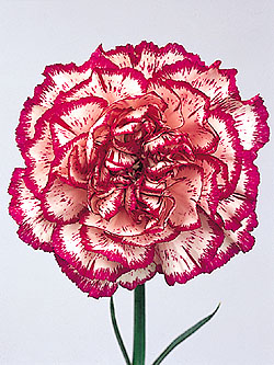 Pictures Of Carnations