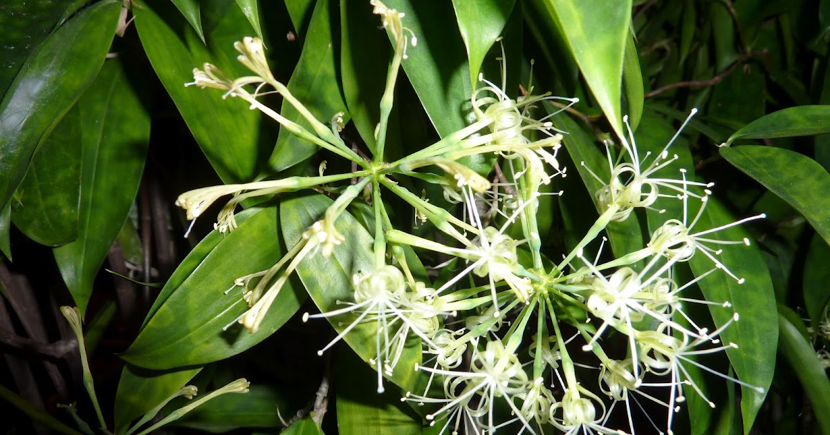 PetuniaLee™ Japanese Bamboo Flowers