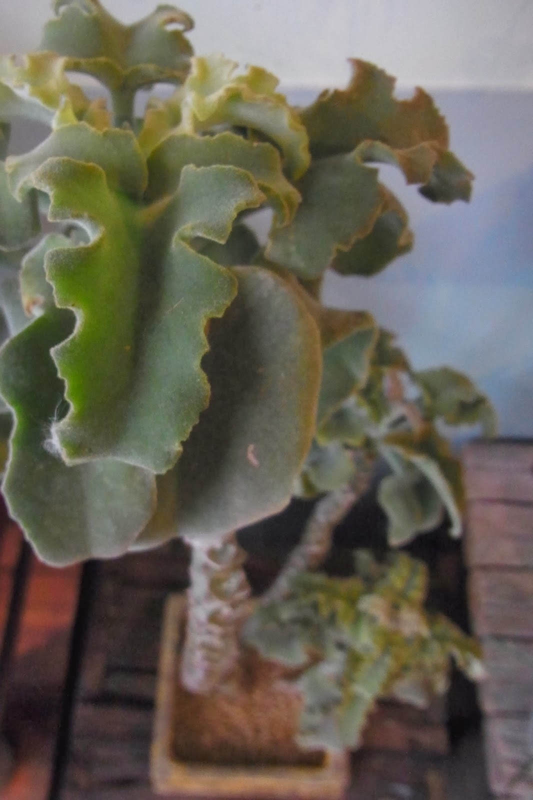 Tunagu Life 仙女の舞