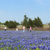 Ngắm cánh đồng hoa bluebonnet nở rực rỡ tại Texas