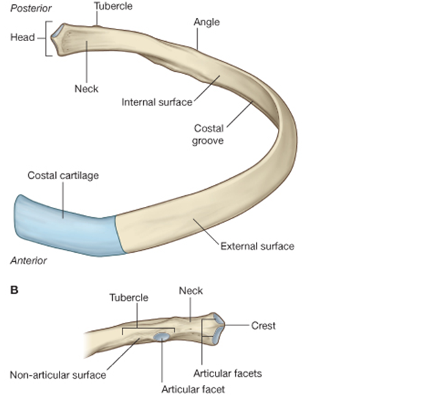 Docs Network Regional anatomy of thorax