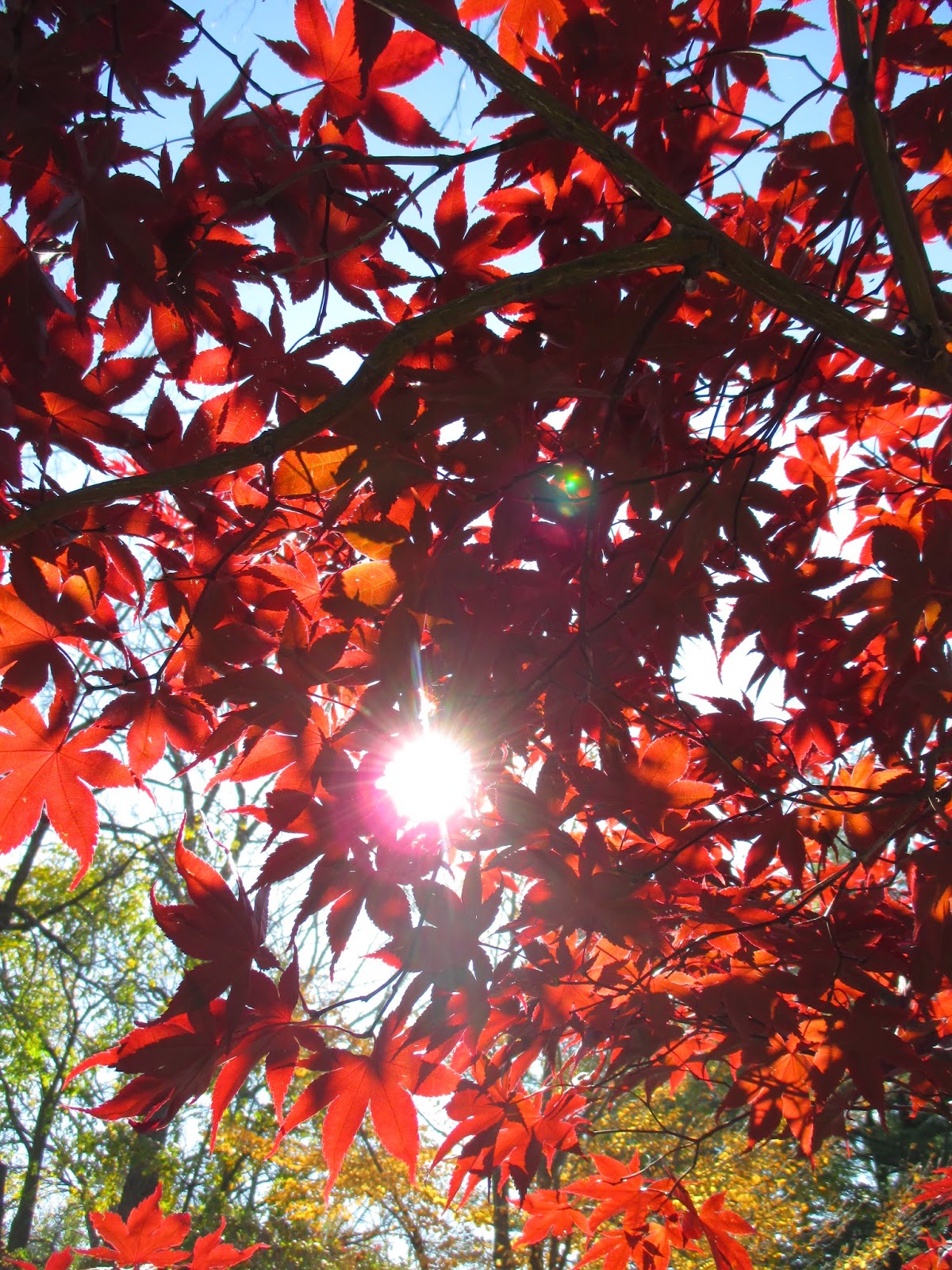 Kerria Japanese Thornless Rose Or Yellow Rose Of Texas