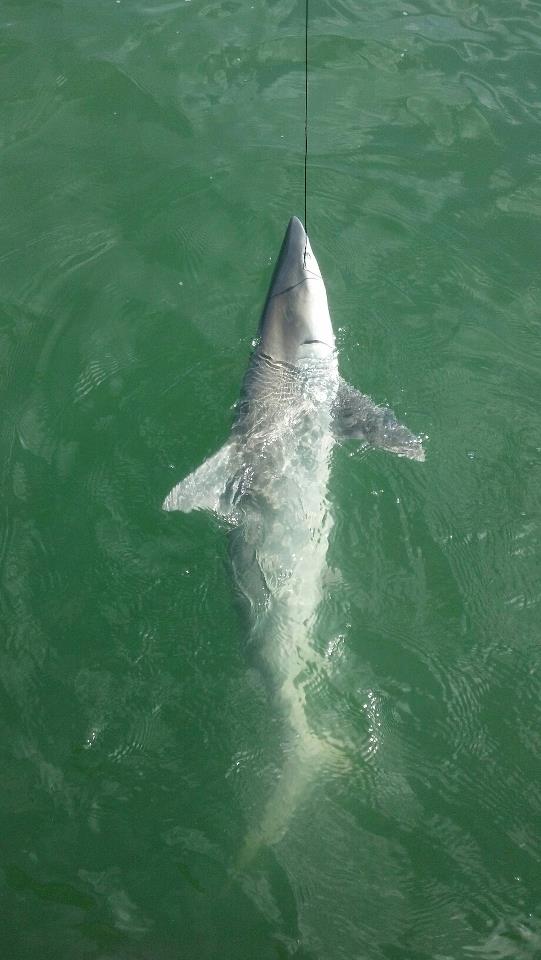 Galveston Bay Texas and Sabine Lake Fishing Reports 08092012 sharks