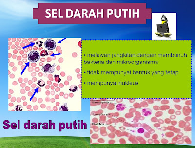 kandungan darah manusia : sel darah putih