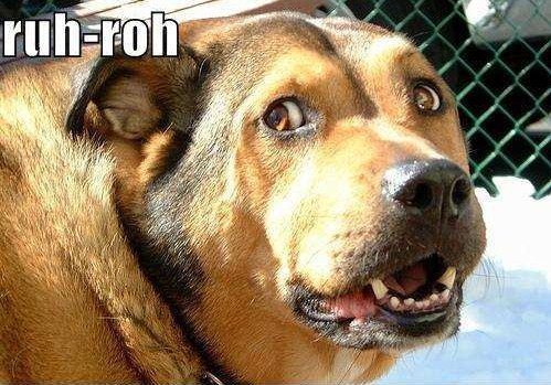 ruh_roh_dog.jpg
