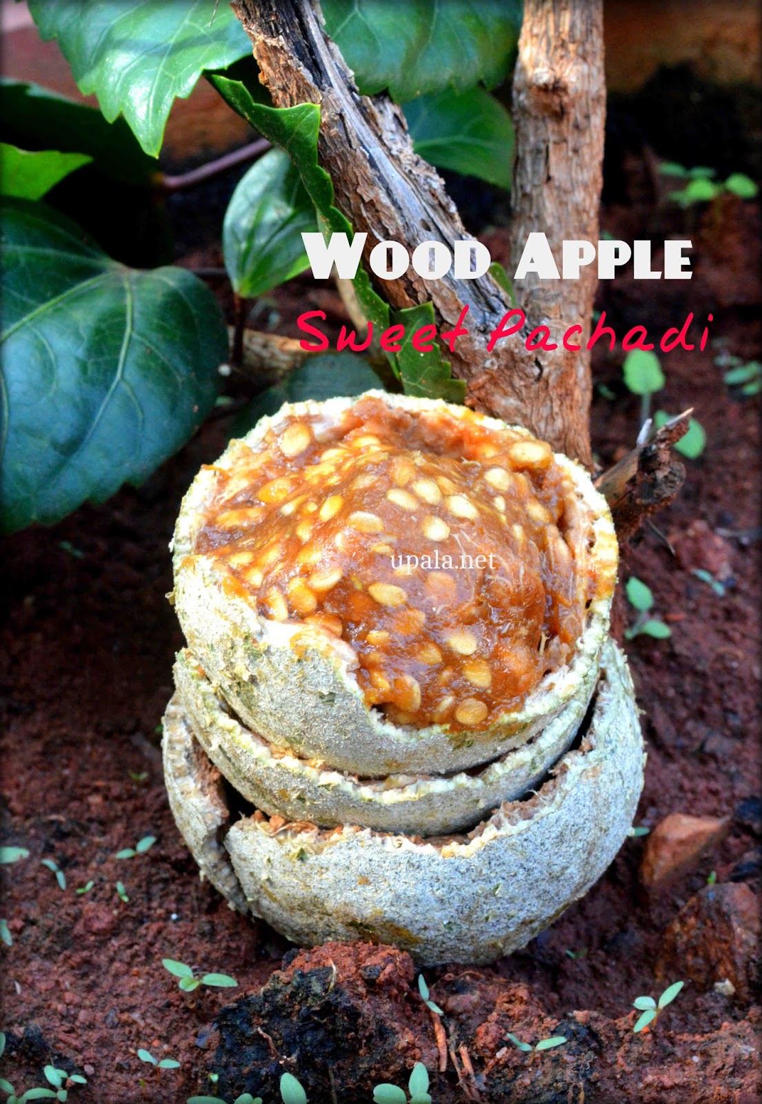 Upala Vilampazham/Wood apple Pachadi