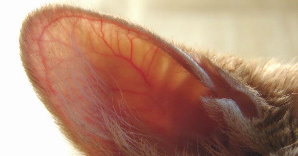 Exclusively Cats Veterinary Hospital Blog: Feline Sense and Scents