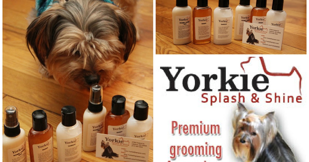 Love is Everywhere Yorkie Splash & Shine Giveaway!