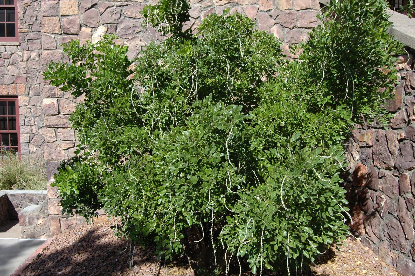 Laurel Tree