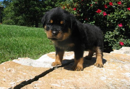 teacup rottweiler puppies puppy dogs rottweiler puppies teacup rottweiler puppies puppy dogs rottweiler puppies