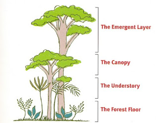 the canopy layer of the rainforest