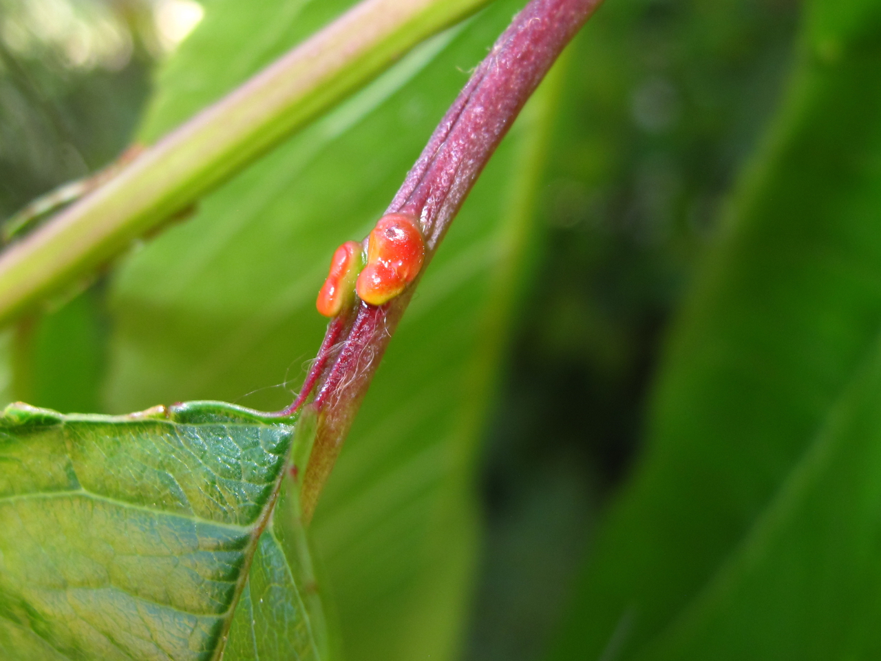 BugBlog Nectar from cherry leaves