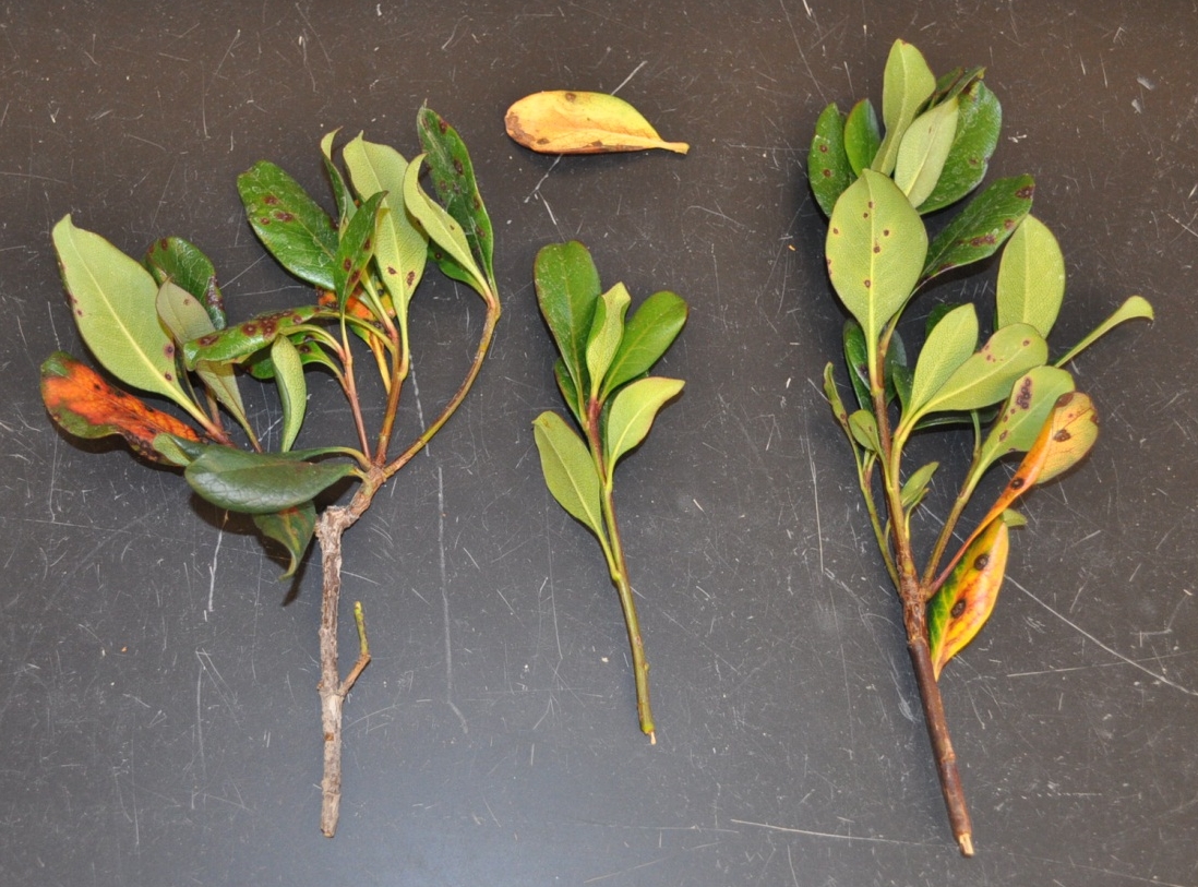 The Farmer Fred Rant Entomosporium Leaf Spot The Fungus Among Us