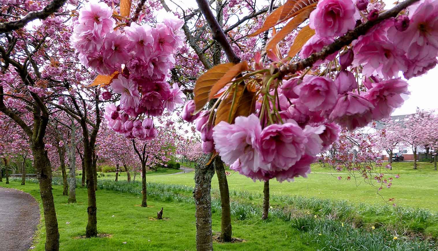 Alex and Bob`s Blue Sky Scotland Three Glasgow Parks. A Rainbow in