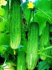 HEALTH BENEFITS FOR FRUIT Cucumber