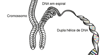 Colocando O Amido Como Exemplo Como As Enzimas Atuam